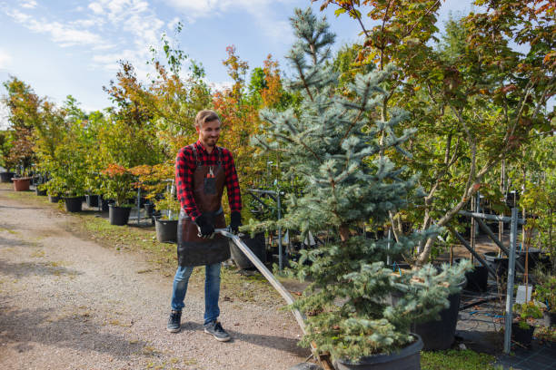 How Our Tree Care Process Works  in Laurel, MT